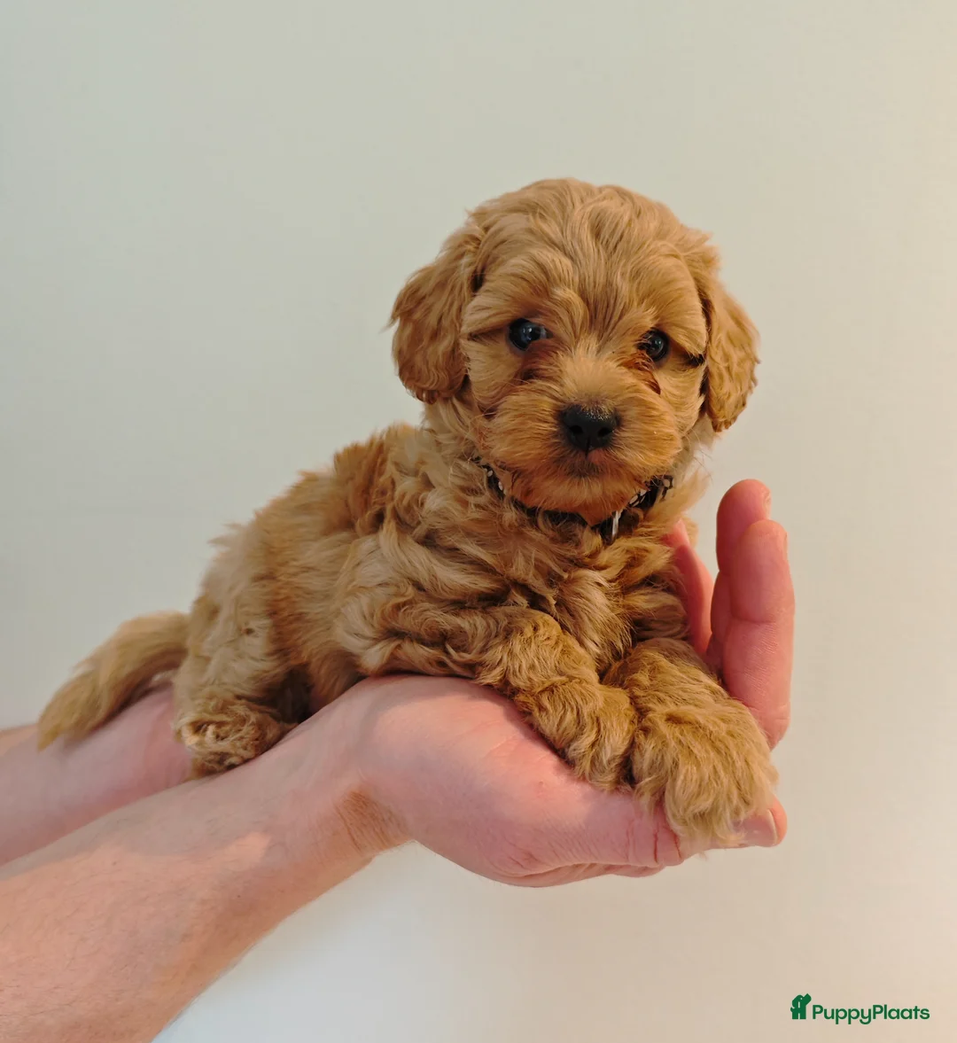 Maltipoo honden te koop: Prachtige Maltipoo pups in Ermelo - Advertentie 1