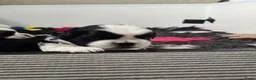 Shih Tzu honden te koop: Te koop raszuivere shih-tzu pup met fci stamboom  - Advertentie 4