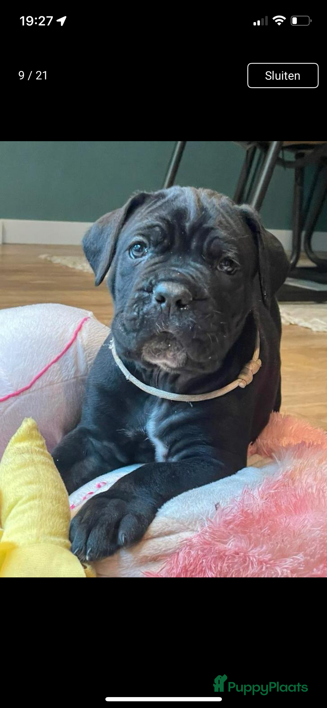 Cane Corso honden te koop: Te koop zwarte Cane corso pups met FCI stamboom  - Advertentie 3