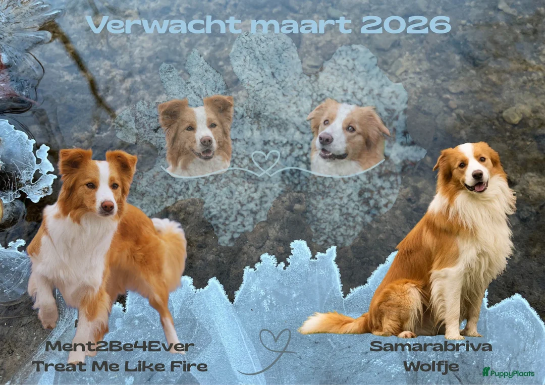 Border Collie honden te koop: Nestje EE-red border collie pups. - Advertentie 2