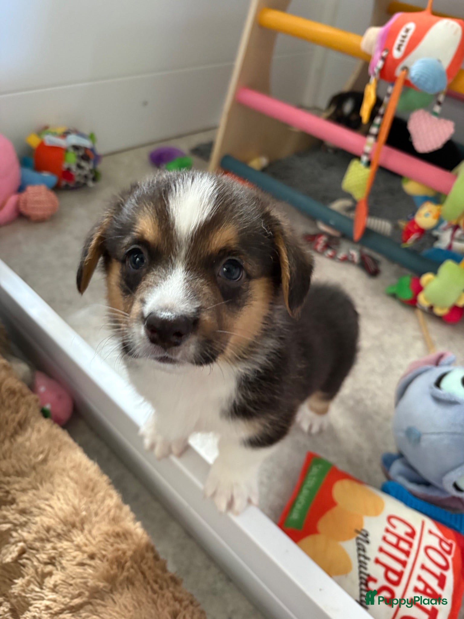 Welsh Corgi Cardigan honden Prachtige Welsh Corgi reu te koop - Advertentie 1