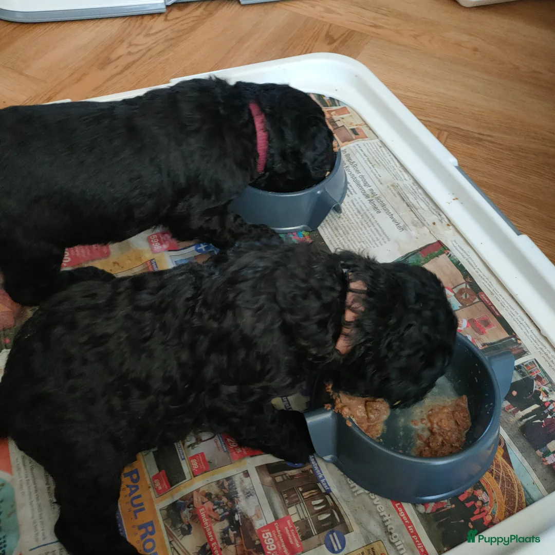 Labradoodle honden te koop: Labradoodle pups - Advertentie 5