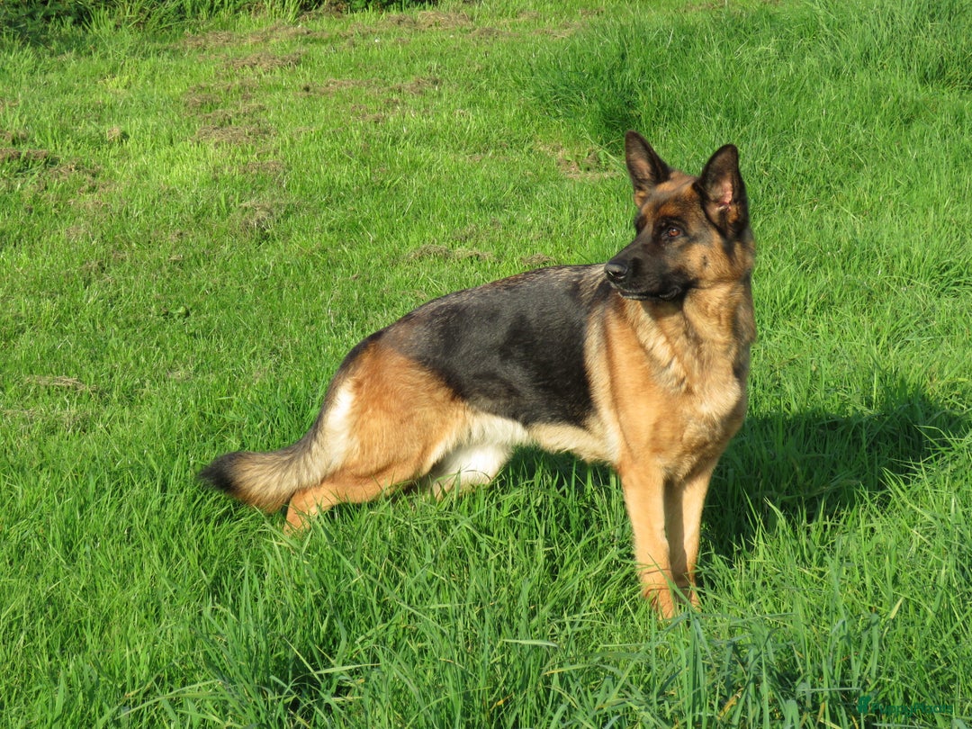 Duitse Herder honden te koop: Duitse Herder Puppy’s met Stamboom! - Advertentie 10