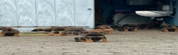 Kruising honden te koop: Kruising mechelse herder Berner sennen in Nijkerkerveen - Advertentie 12