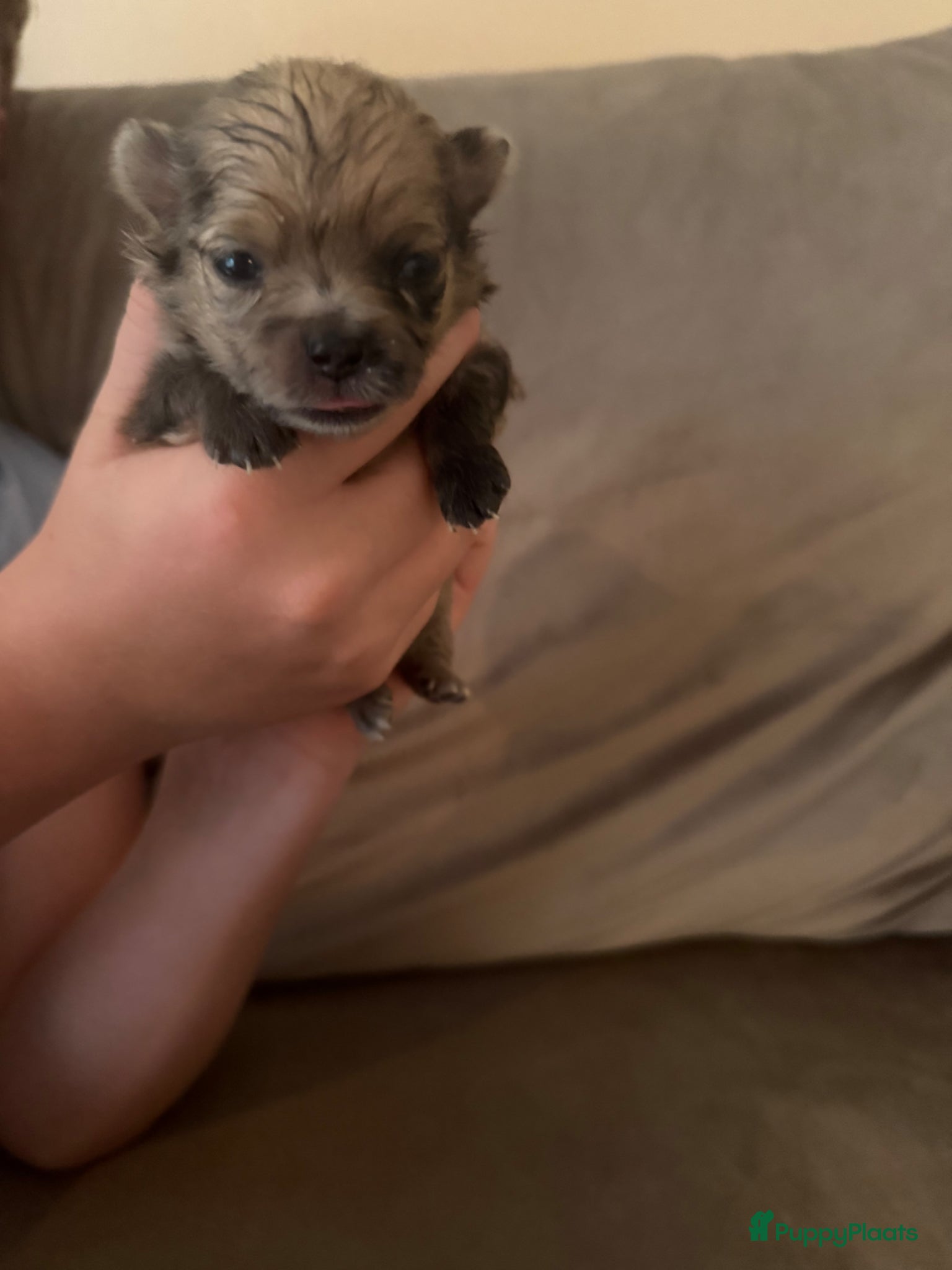 Pomeriaan honden te koop: Pomeriaan pups - Advertentie 8