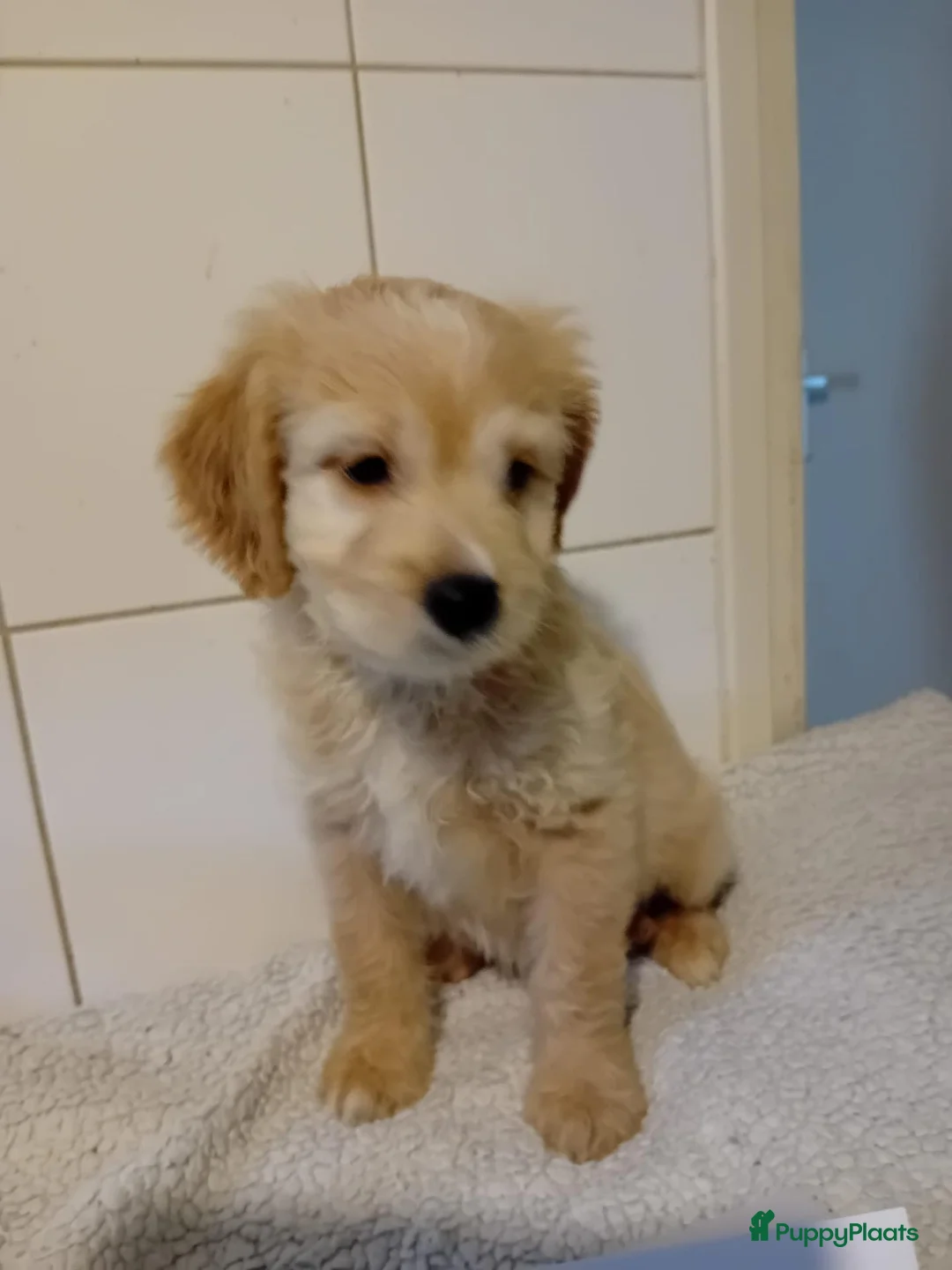 Labradoodle honden te koop: mooie puppy reutje labradoodles - Advertentie 5