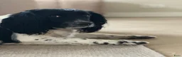 Kruising honden te koop: Nestje Sproodle pups verwacht - Advertentie 4