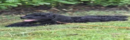 Kruising honden te koop: Labradoodle pups - Advertentie 1