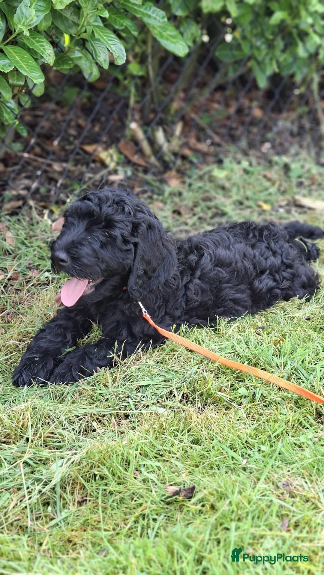 Kruising honden te koop: Labradoodle pups - Advertentie 1