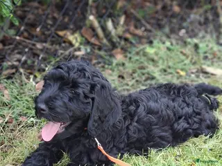 Kruising honden Labradoodle pups - Advertentie 3
