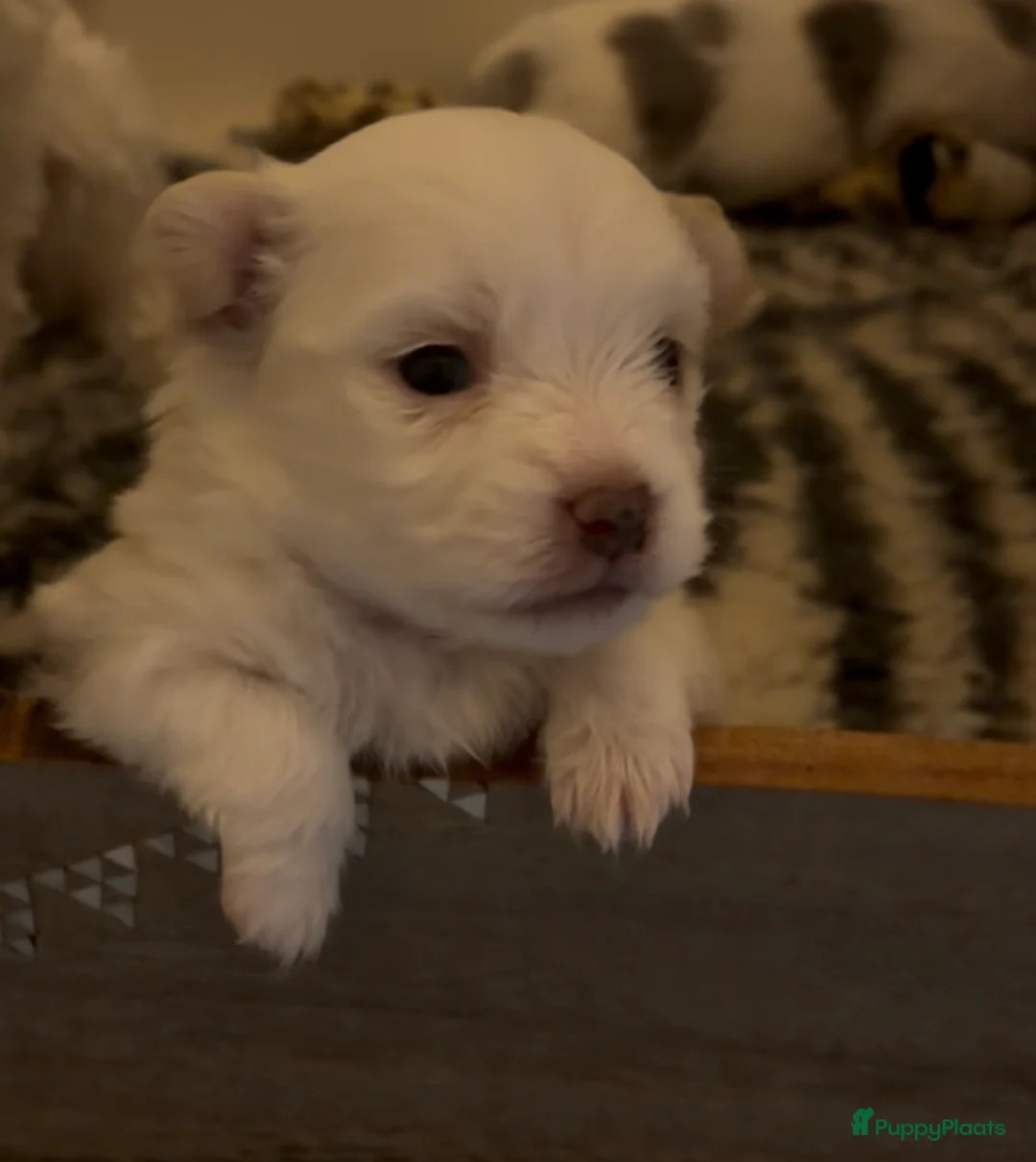 Maltipom honden te koop: Reutje maltipom  - Advertentie 6