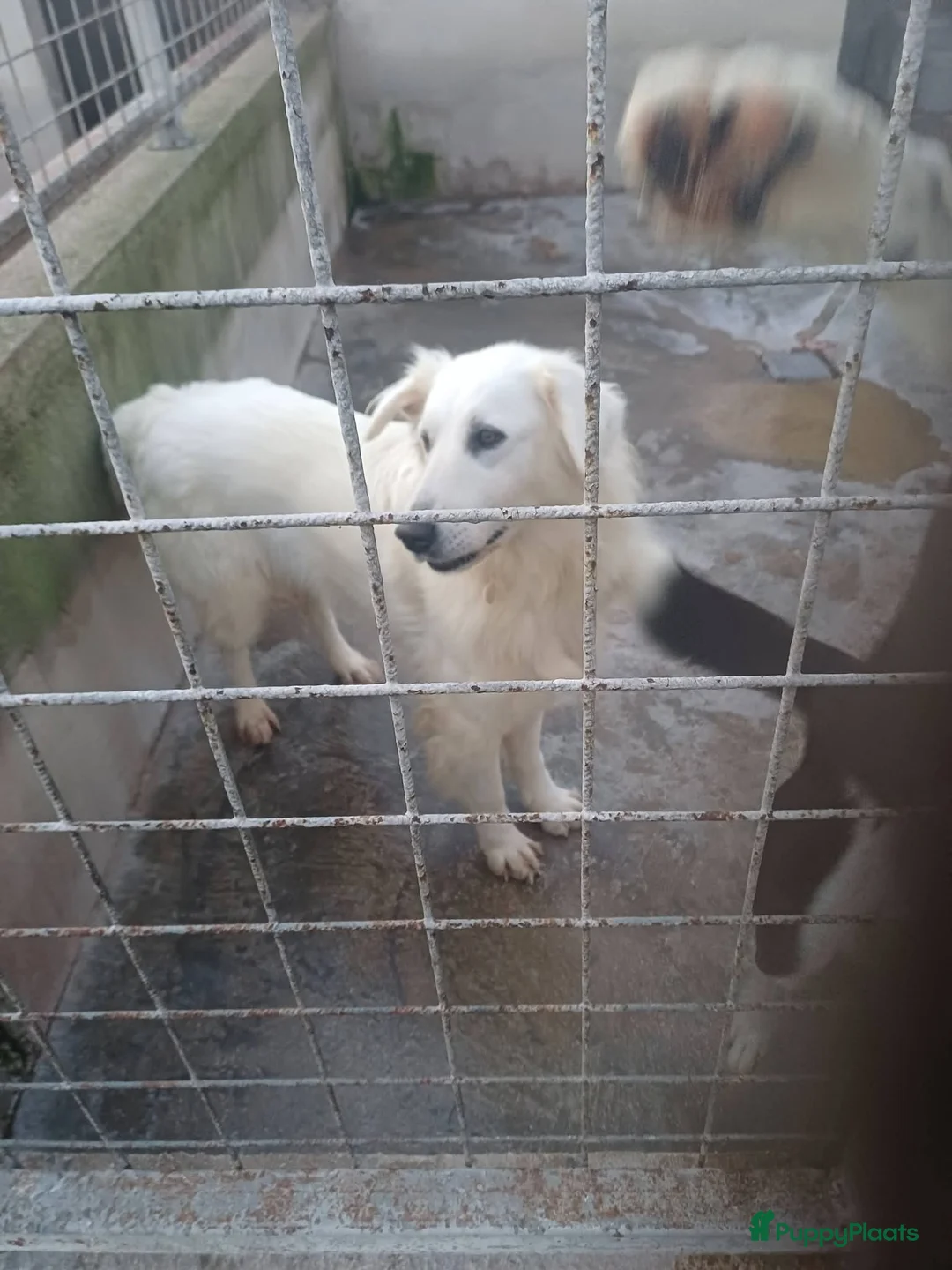 Kruising honden te koop: Italiaanse diva zoekt baasje - Advertentie 2