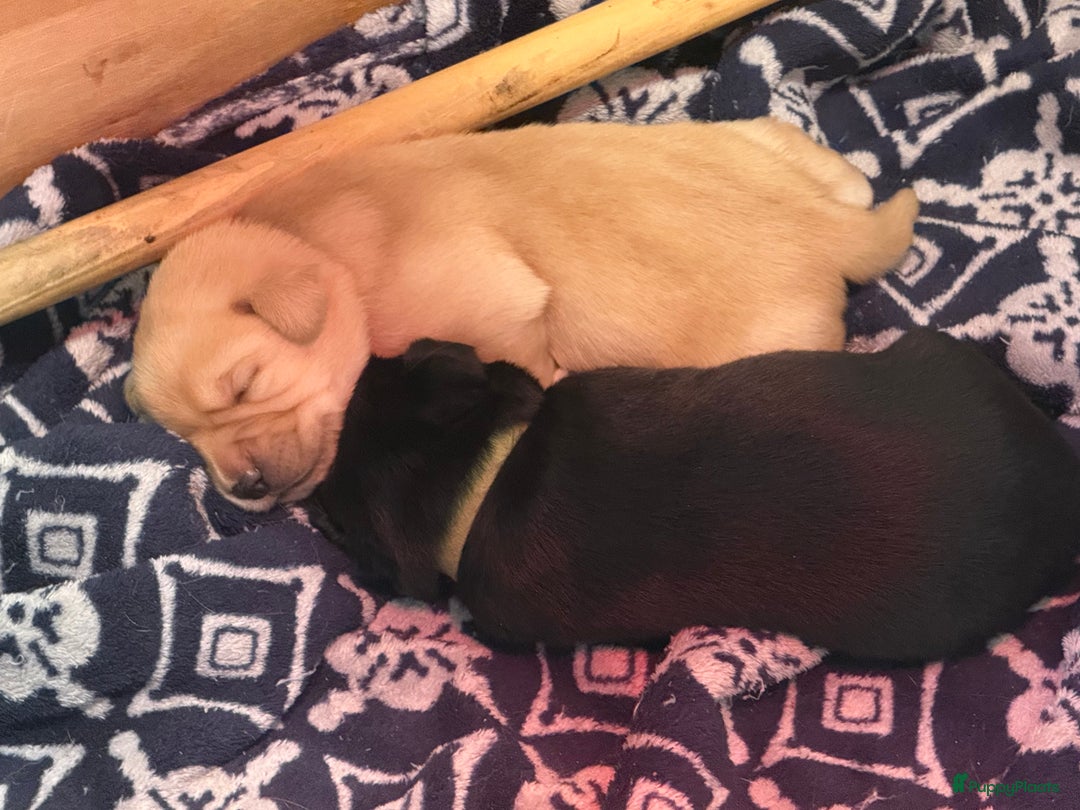 Labrador Retriever honden te koop: Labrador Retriever Pups - Advertentie 25