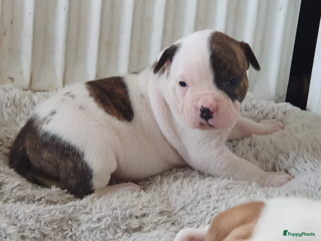 Amerikaanse Bulldog honden te koop: Prachtige Amerikaanse bulldog pups met stamboom - Advertentie 6