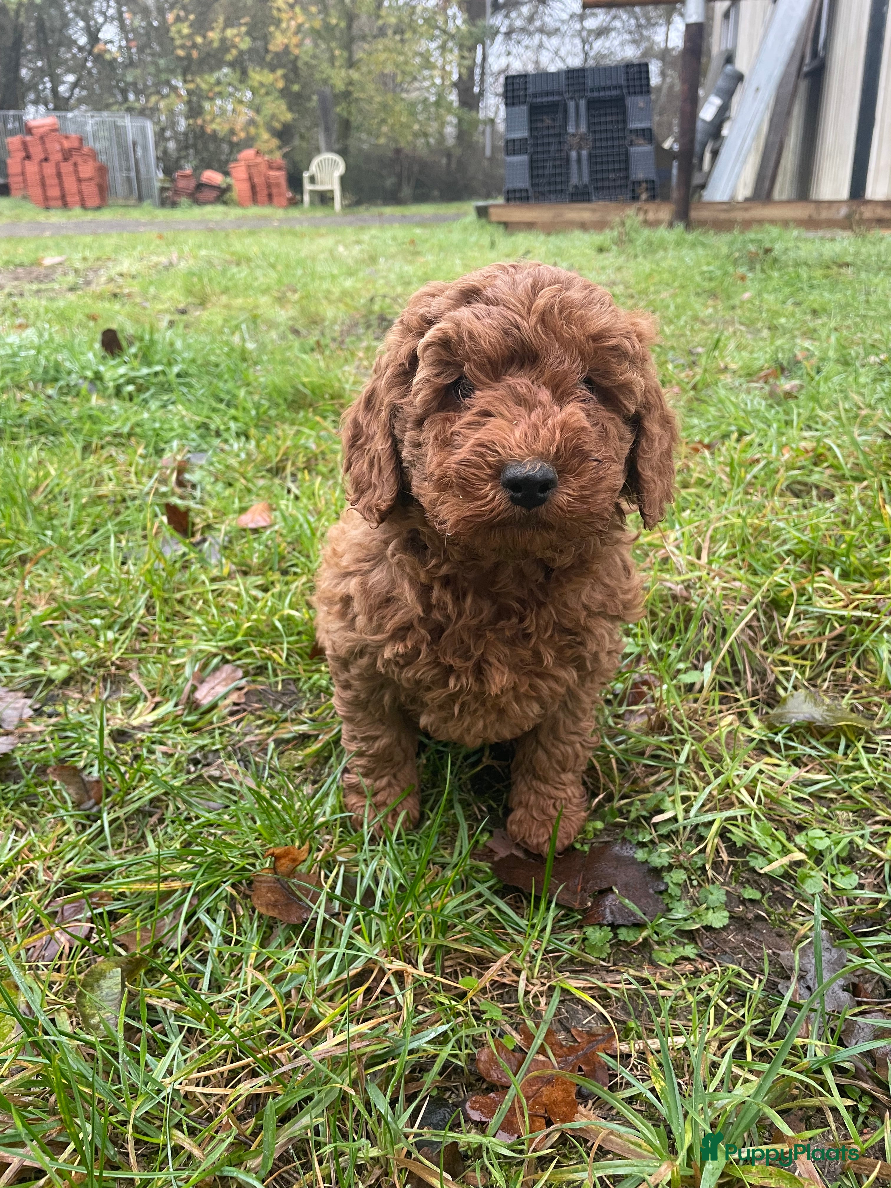 Labradoodle honden Mooie mini Labradoodle pups - Advertentie 1
