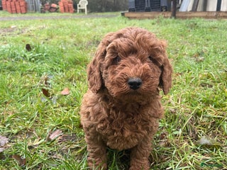 Labradoodle honden Mooie mini Labradoodle pups - Advertentie 1