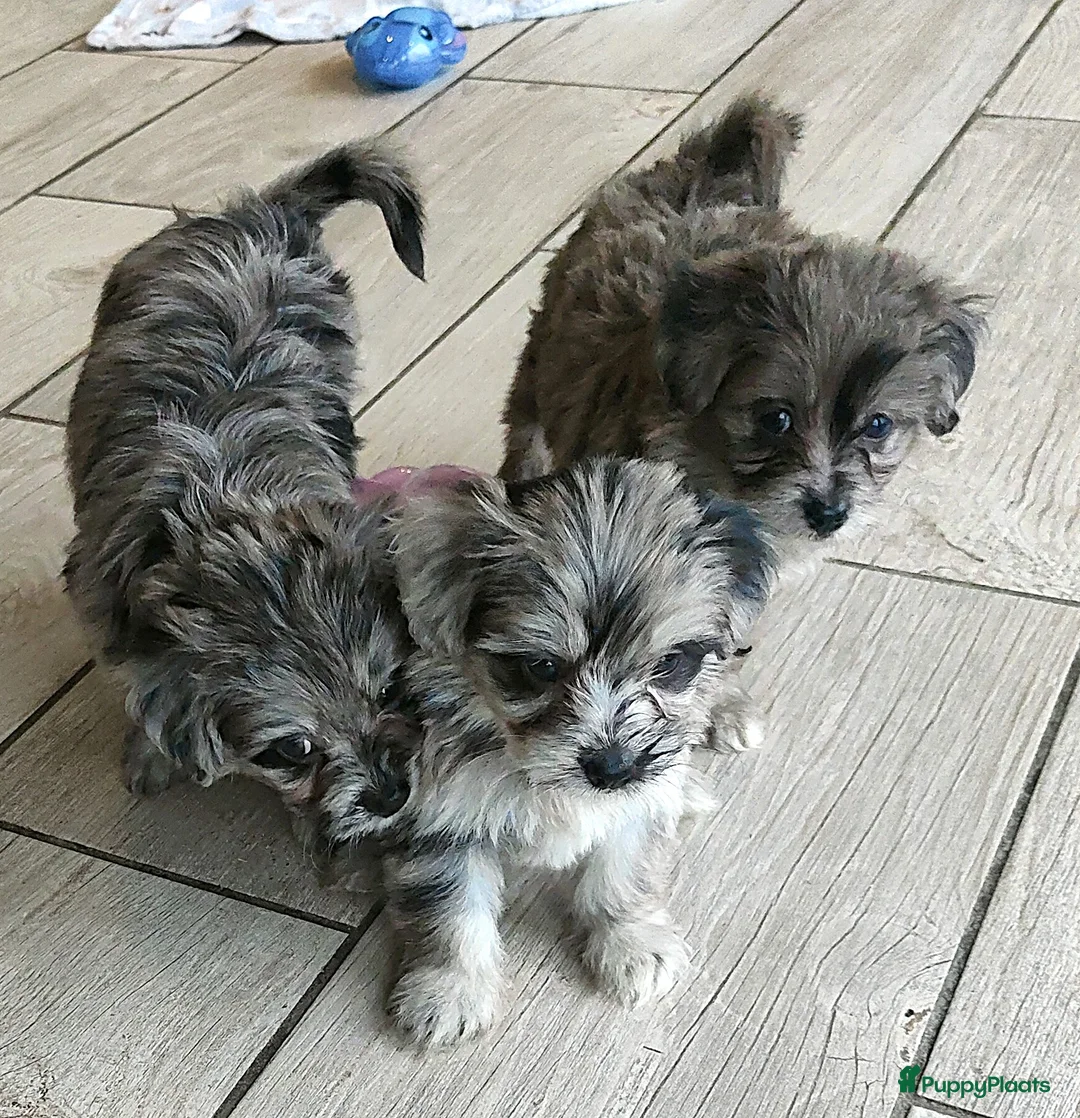 Kruising honden te koop: speelse boomer pups beide ouders aanwezig - Advertentie 9