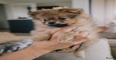 Pomeriaan honden - Advertentie 12