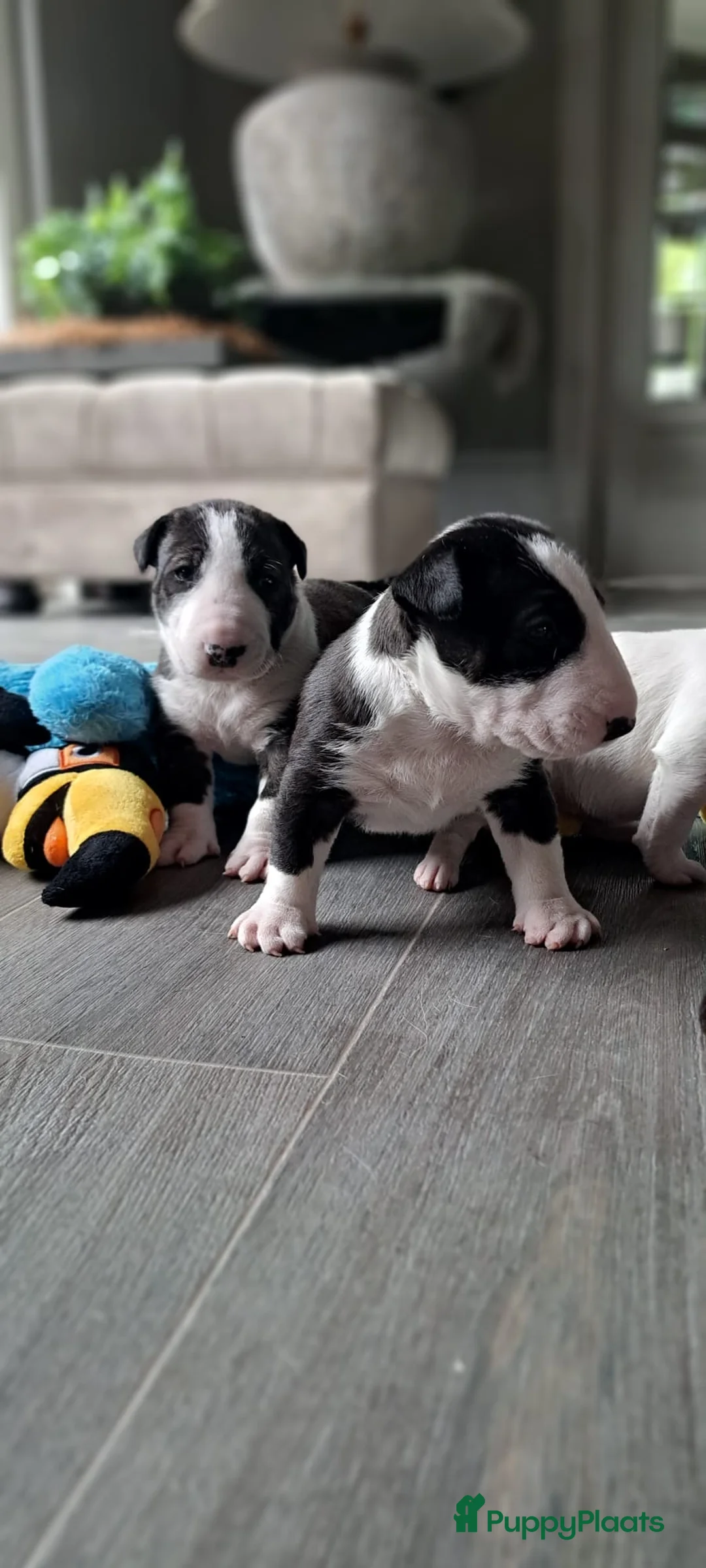 Bull Terriër honden te koop: Standaard bull terriër uit gekeurde ouders met fci - Advertentie 2
