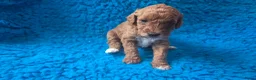 Cockapoo honden te koop: Hele mooie cockapoo pupjes - Advertentie 15