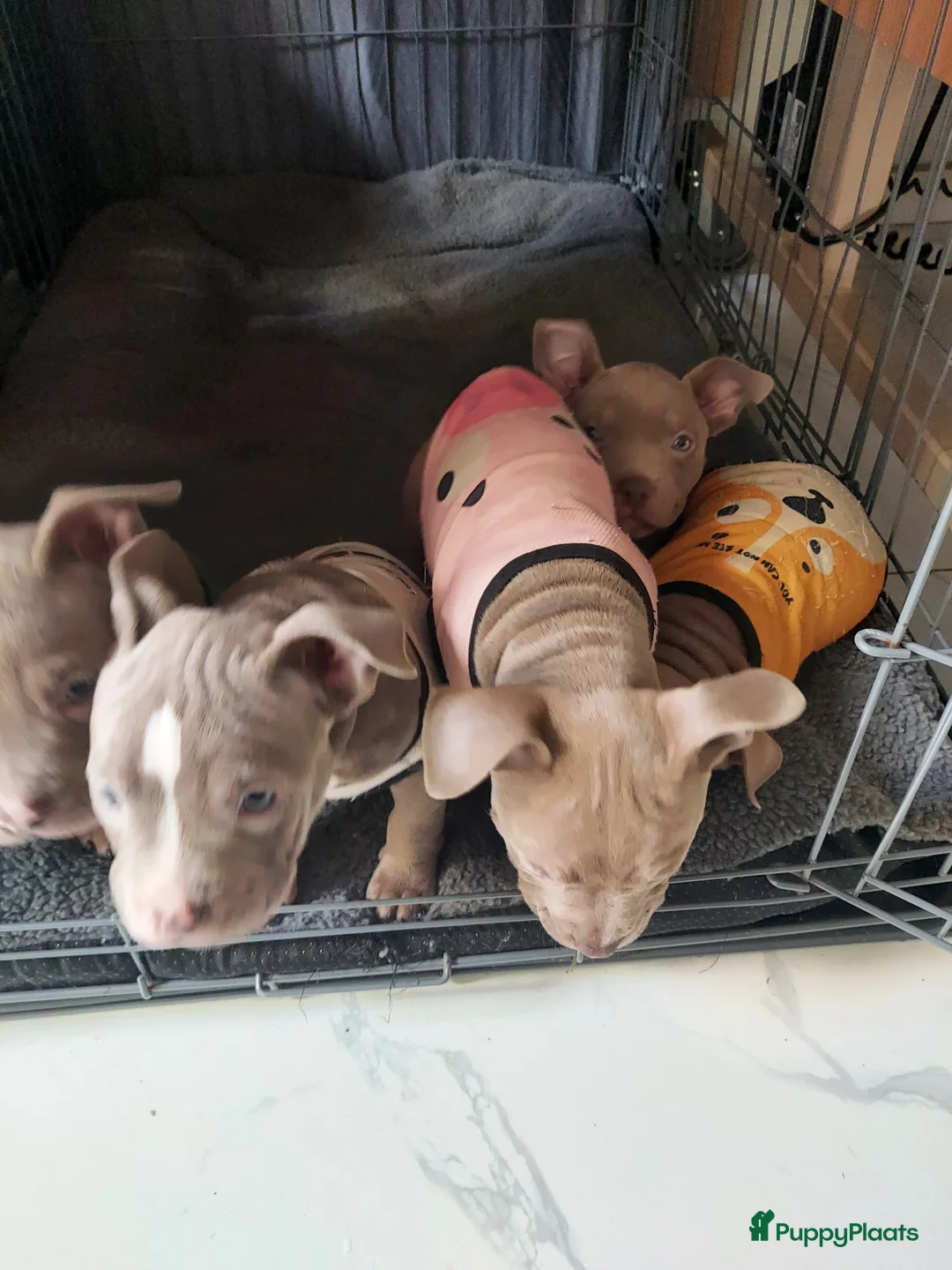 Amerikaanse Bully honden te koop: Bully pups - Advertentie 8