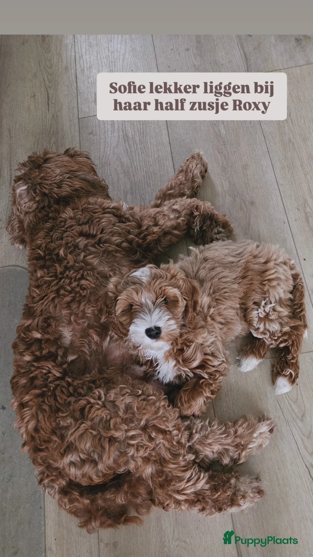 Australian Labradoodle honden ter adoptie: Gastgezin gezocht Australian labradoodle teefje  - Advertentie 6