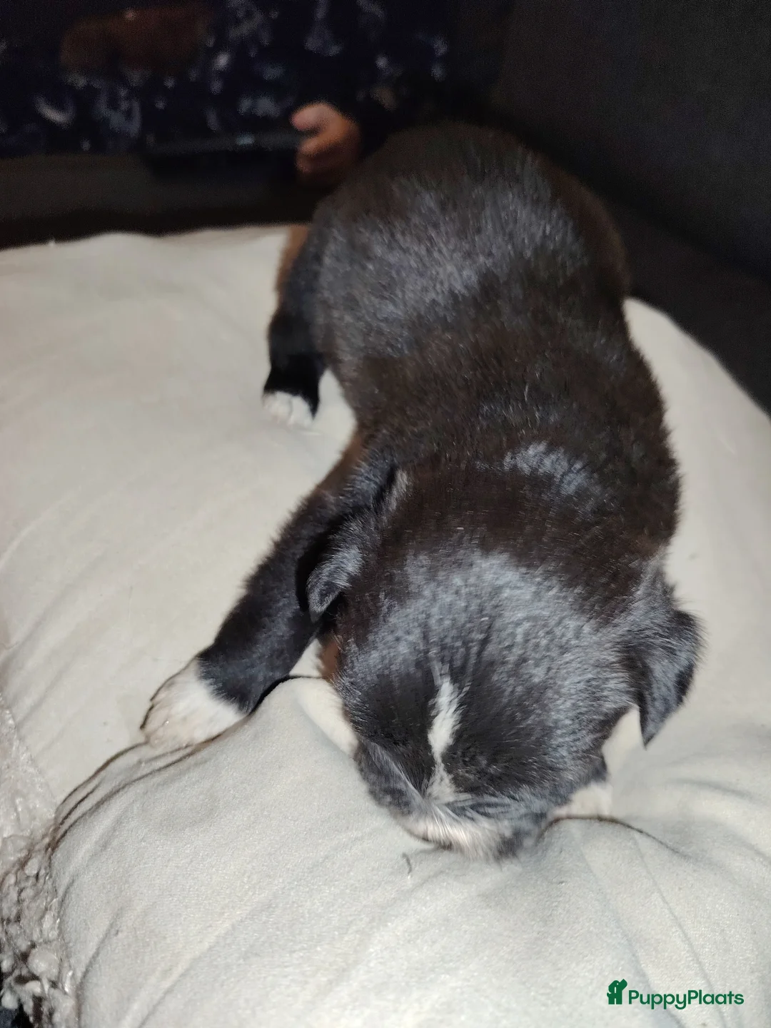 Overig honden te koop: Lieve pups - Advertentie 2