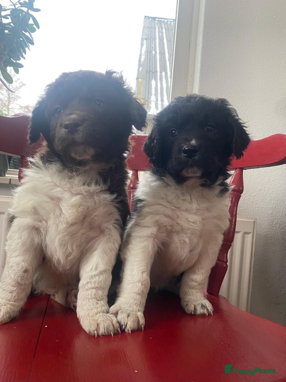 Kruising honden Friese stabij X wetterhoun pups - Advertentie 2