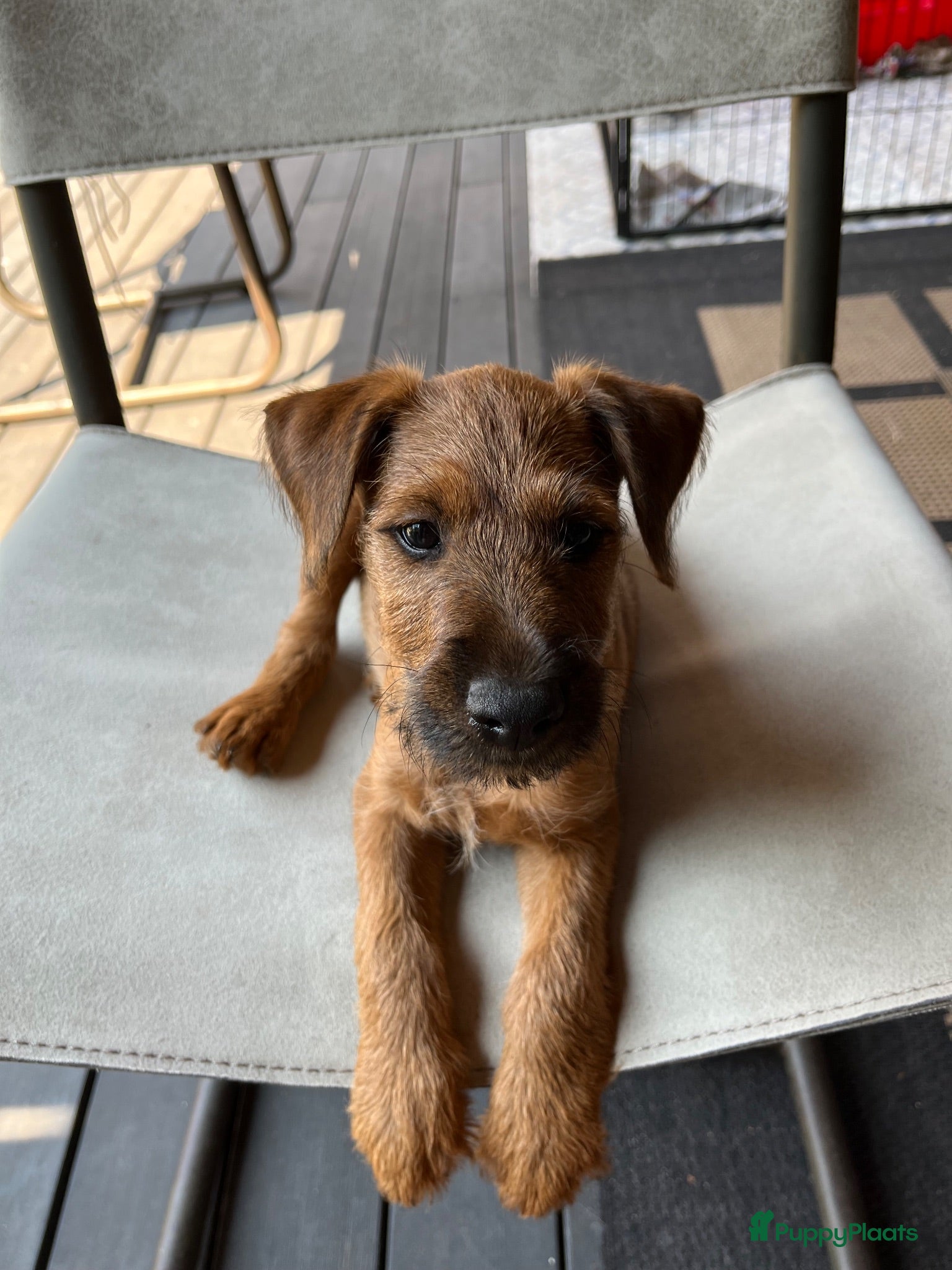 Ierse Terriër honden Pups Ierse terrier - Advertentie 2