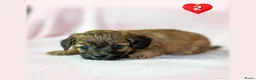Kruising honden te koop: Prachtige Chi-doodle pups (chihuahua-toypoedel) - Advertentie 5