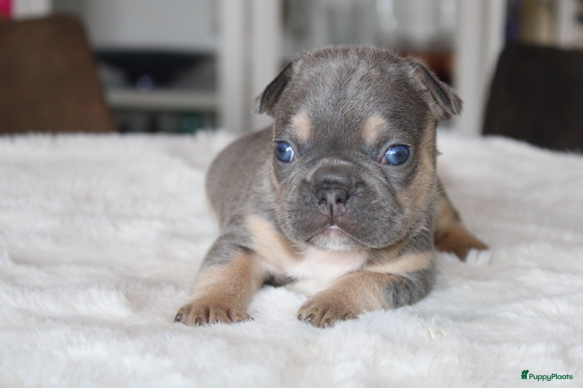 Franse Bulldog honden Franse Bulldog pups, lange open neus  - Advertentie 2