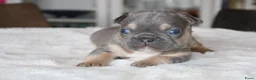 Franse Bulldog honden te koop: Franse Bulldog pups, lange open neus  - Advertentie 7