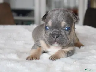 Franse Bulldog honden Franse Bulldog pups, lange open neus - Advertentie 3