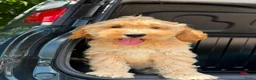 Cockapoo honden te koop: Amerikaanse Cockapoo pups - Advertentie 2