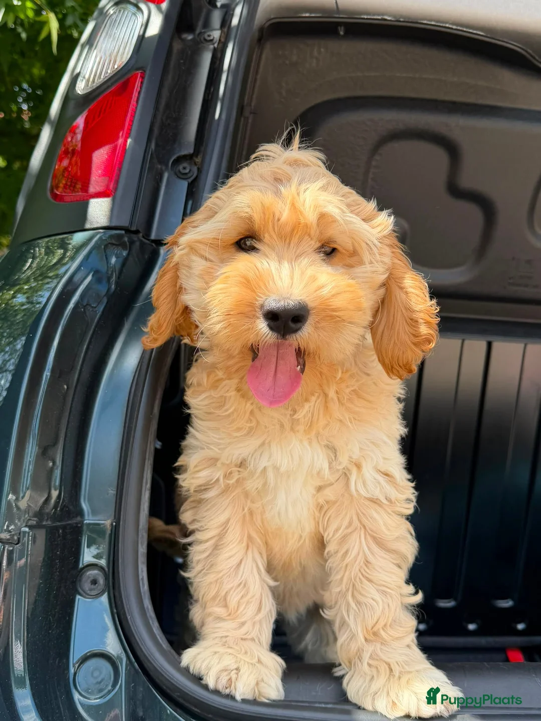 Cockapoo honden te koop: Amerikaanse Cockapoo pups - Advertentie 2