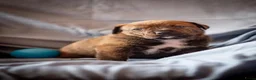 Kruising honden te koop: Nestje pups/ Rottweiler -X- Amerikaans Bulldog. - Advertentie 9