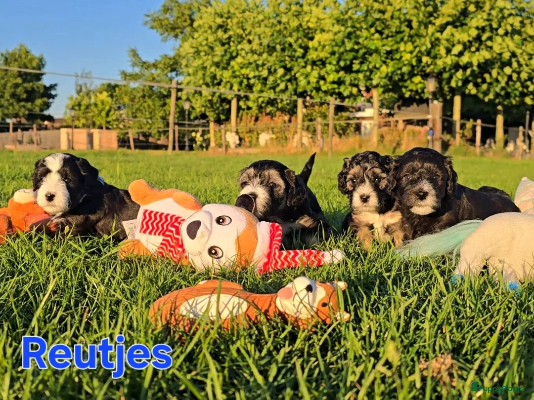 Maltipoo honden te koop: 🥰 9 Prachtige Maltipoo pups! Unieke kleuren 🐶 - Advertentie 2