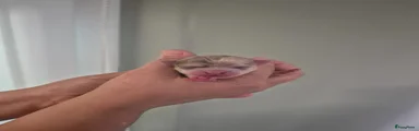 Chihuahua Puppy 2