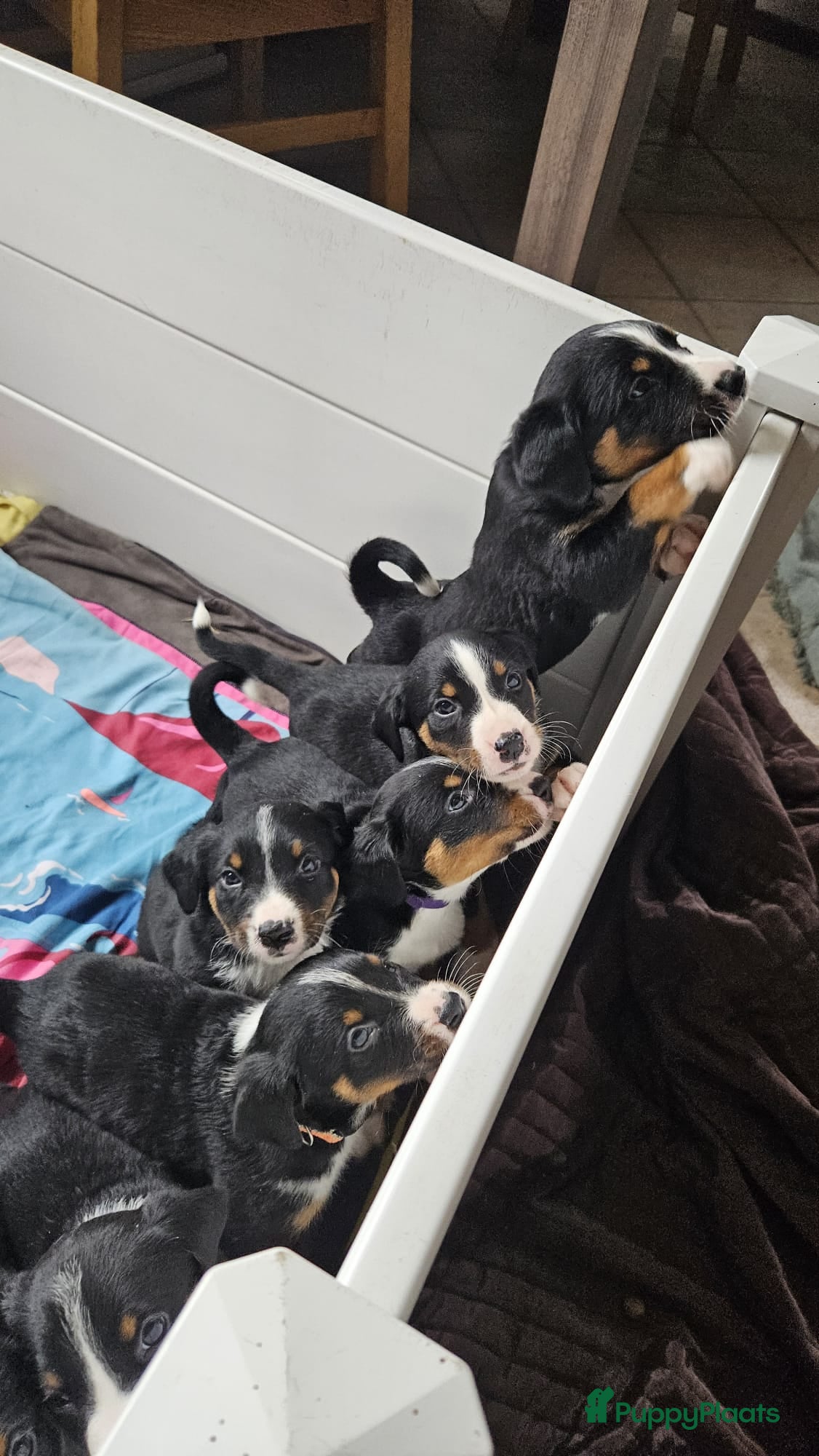 Appenzeller Sennenhond honden Appenzeller Sennenhond puppy's - Advertentie 1