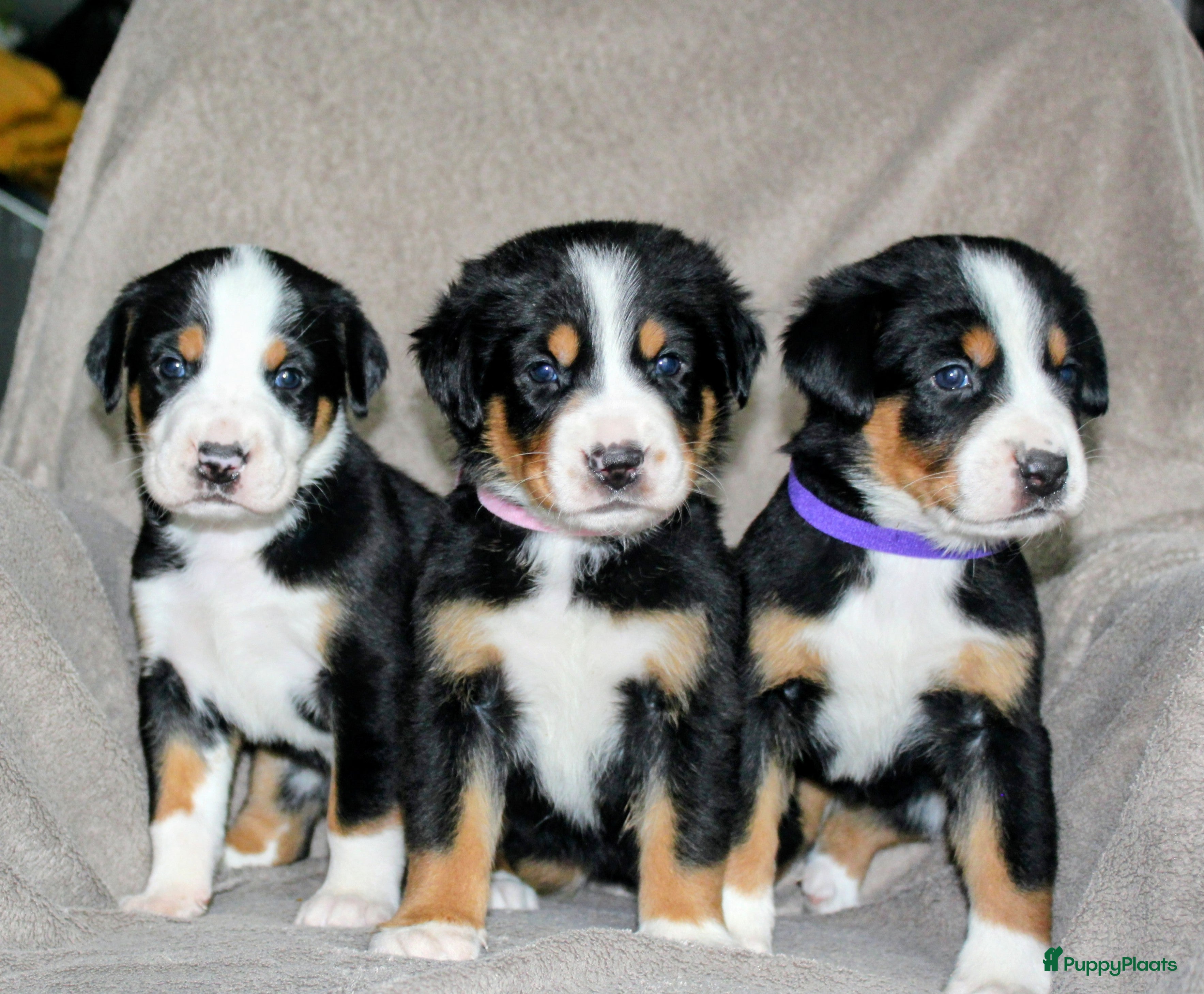 Grote Zwitserse Sennenhond honden Super leuke grote Zwitserse Sennen pups - Advertentie 1