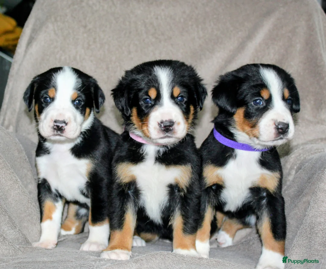 Grote Zwitserse Sennenhond honden te koop: Super leuke grote Zwitserse Sennen pups - Advertentie 1