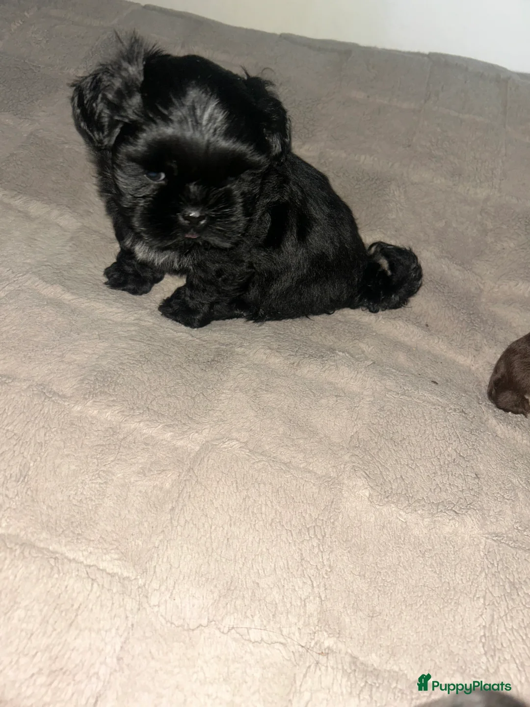 Shih Tzu honden te koop: Prachtige Shih Tzu pups - Advertentie 3