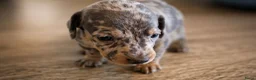 Teckel (korthaar)  honden te koop: Sweet Miniature Dachshund Puppies ❤️ - Advertentie 10