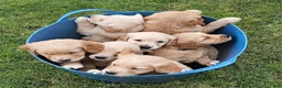 Golden Retriever honden te koop: Goudkleurige Golden Retriever puppy's  - Advertentie 5