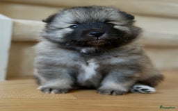 Boomer honden te koop: Kruising Keeshond x Japanse Spits - Afbeelding 1