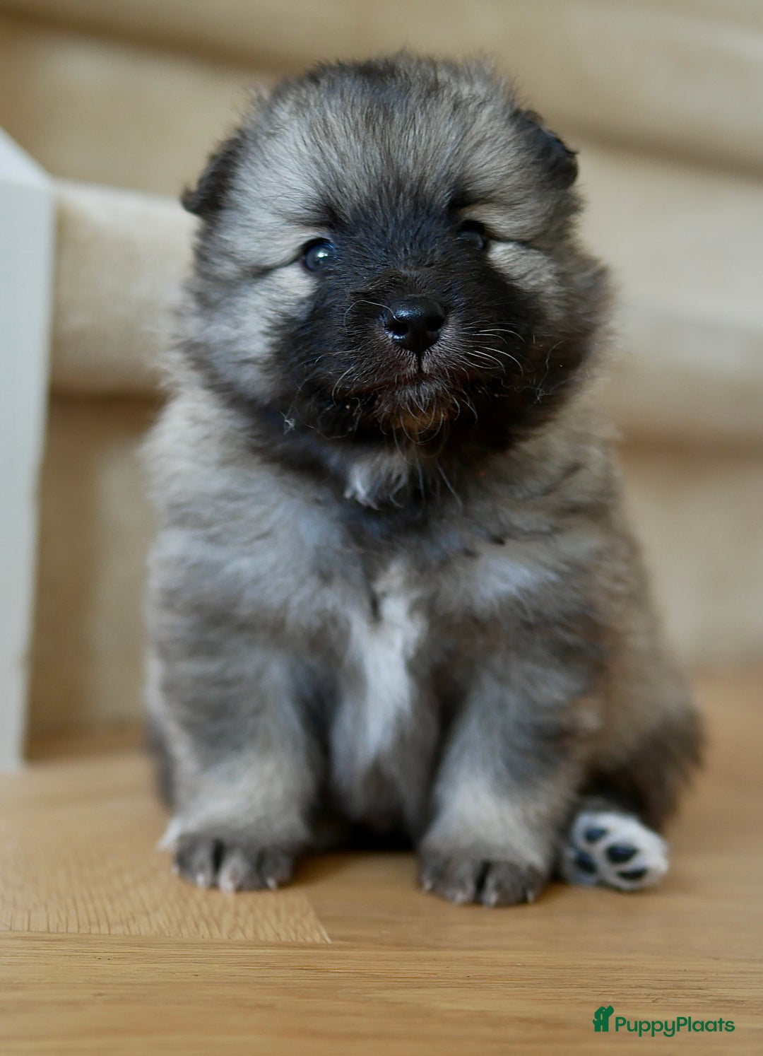 Boomer honden te koop: Kruising Keeshond x Japanse Spits - Afbeelding 1