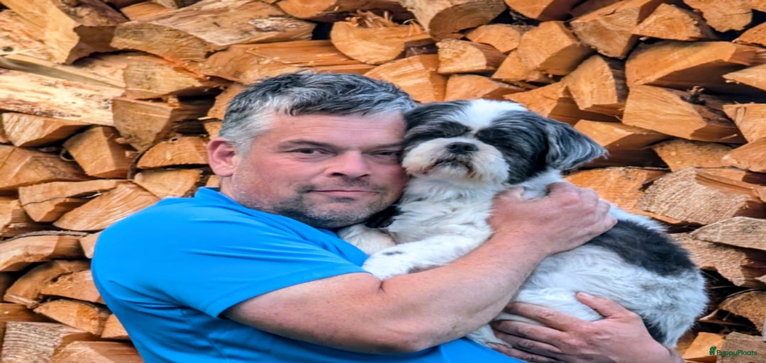 Galerij afbeelding {{count}}