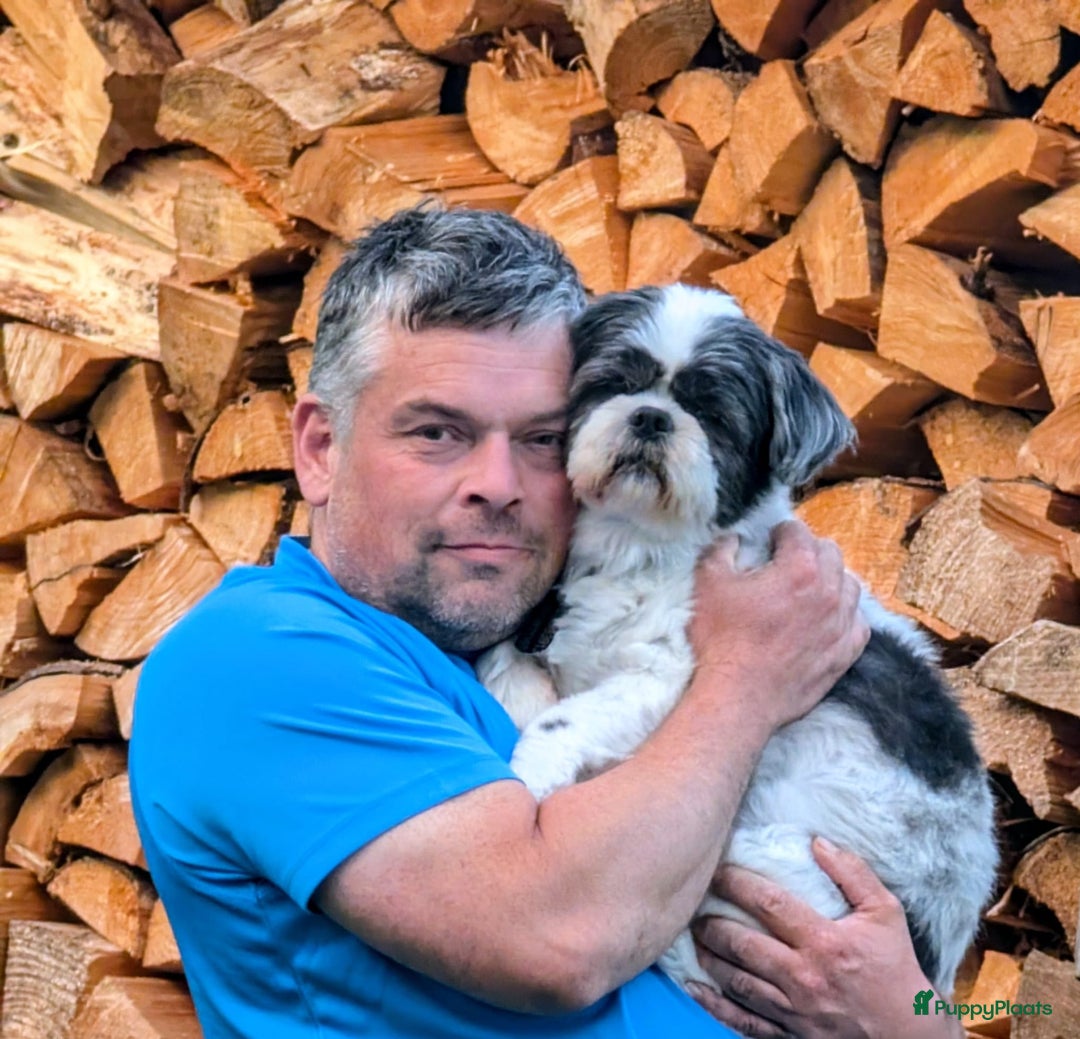 Galerij afbeelding {{count}}