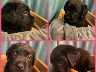 Labrador Retriever honden Labrador pups - Advertentie 5