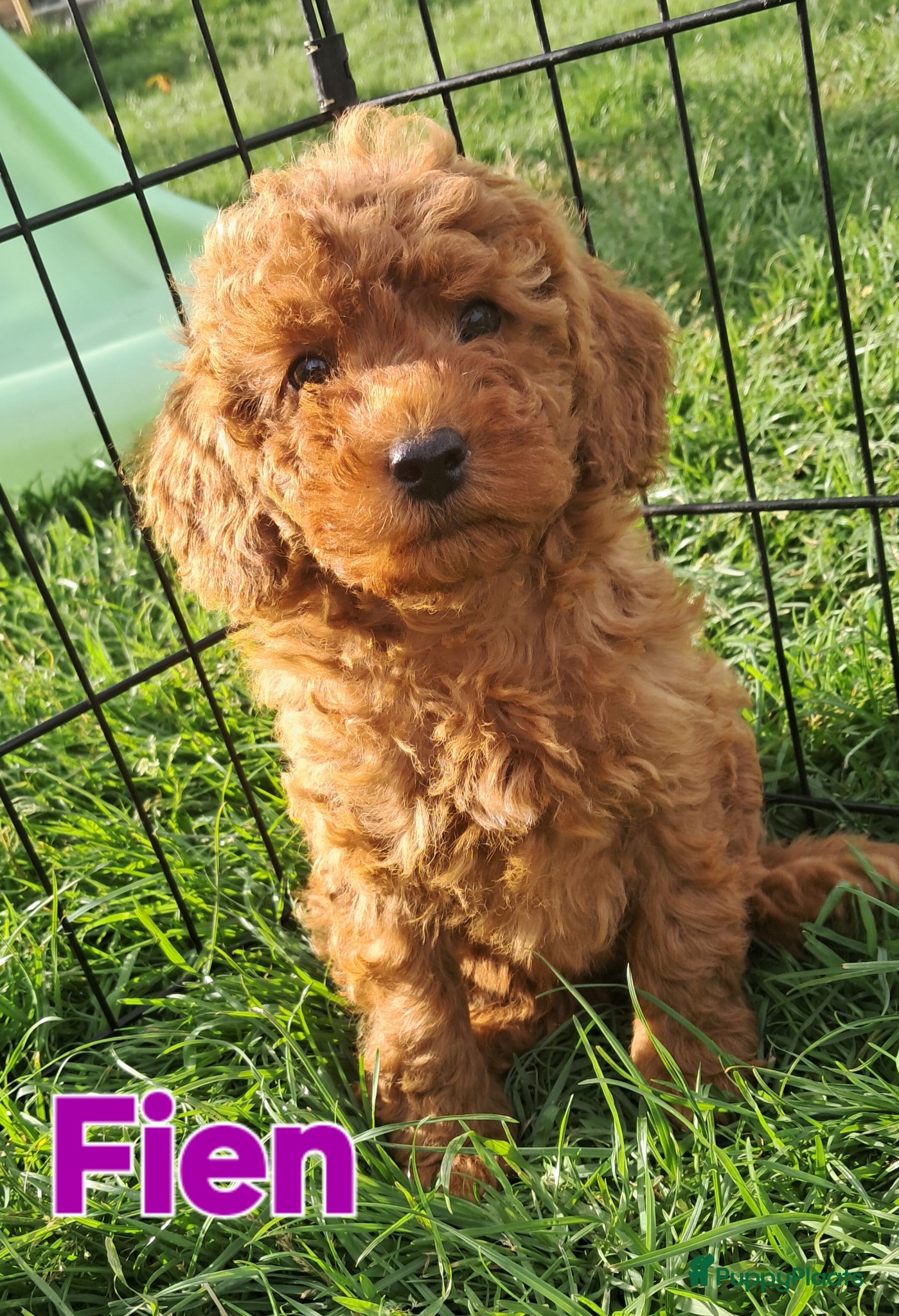 Labradoodle honden F1b mini doodles - Advertentie 2